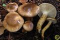 Hygrophorus dichrous